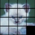 sliding kitten