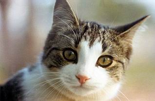 genetik kucing KucingKita.com