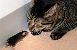 tikus tidak takut kucing, rekayasa genetik