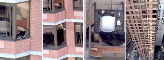 Kucing jatuh dari apartemen  sejauh 26 lantai