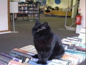 kucing hobi ke perpustakaan