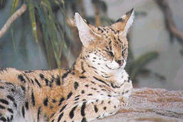 Allerca