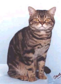Kucing American Shorthair « Istana Persia