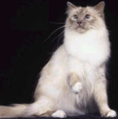 Kucing Burmese « Istana Persia