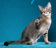 Brown Ticked tabby