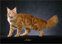 Red Classic Tabby