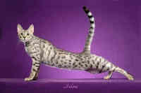 Silver Spotted Tabby