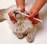 menyikat gigi kucing