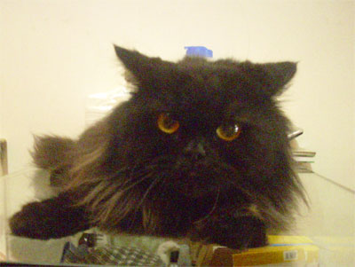 kucing persia solid black