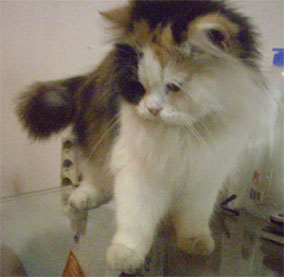 jual kucing persia tricolor