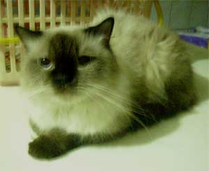 himalayan jantan seal point