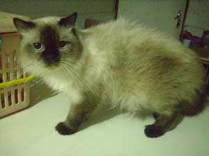 himalayan jantan seal point