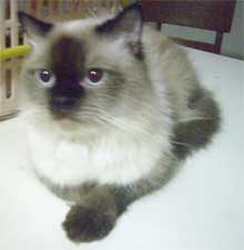 himalayan jantan seal point