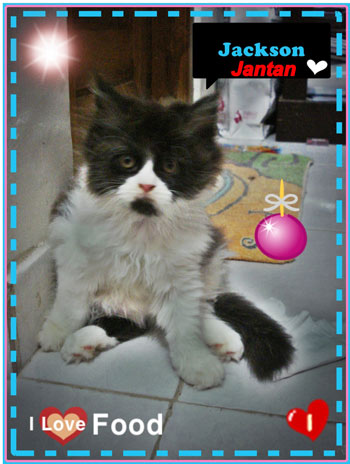 jual kucing persia