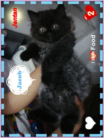 jual kucing persia