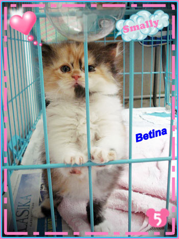 jual kucing persia