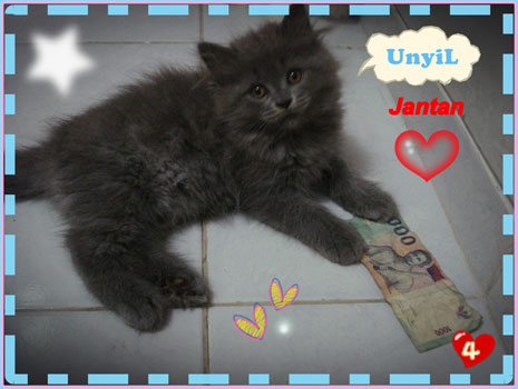 jual kucing persia