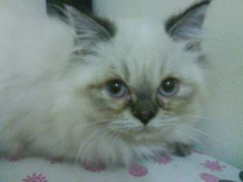 jual kucing persia himalayan