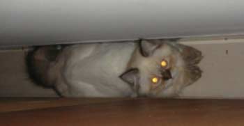 jual kucing persia himalayan