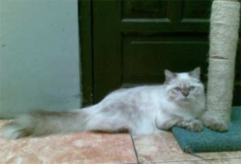jual kucing persia himalayan