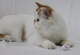 jual kucing persia peke nose pedigree jual kucing persia peke nose pedigree
