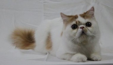jual kucing persia peke nose pedigree jual kucing persia peke nose pedigree