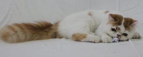 jual kucing persia peke nose pedigree jual kucing persia peke nose pedigree