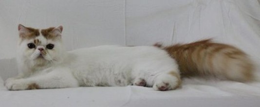 jual kucing persia peke nose pedigree jual kucing persia peke nose pedigree