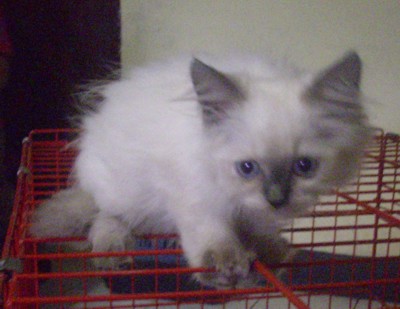 jual kucing persia himlayan kitten