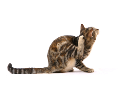 kucing garuk-garuk gara-gara kutu kucing (pinjal)