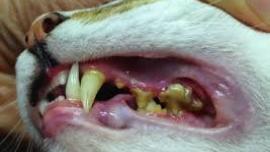 karang gigi kucing