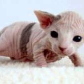 ras kucing sphynx