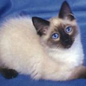ras kucing balinese