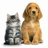 beda anjing & kucing
