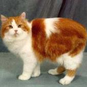 ras kucing cymric