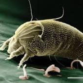 ear mite kucing, kutu telinga kucing, siklus hidup