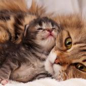 anak kucing mati karena beda golongan darah dengan ibunya