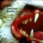 aids kucing, FIV