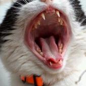 gigi kucing sehat