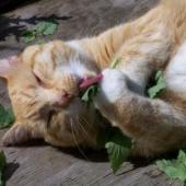 kucing dan catnip