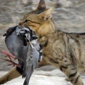 kucing & flu burung