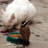 kucing & flu burung