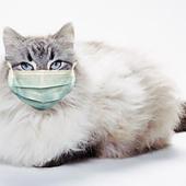flu kucing