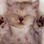 kucing bermimpi