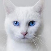 apakah kucing putih mata biru tuli ?