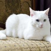 kucing warna putih solid