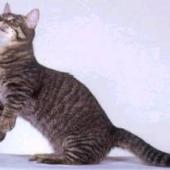ras kucing munchkin