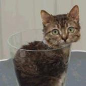 kucing terkecil di dunia