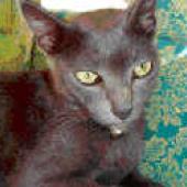 ras kucing raas asli indonesia