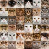 macam-majam jenis ras kucing